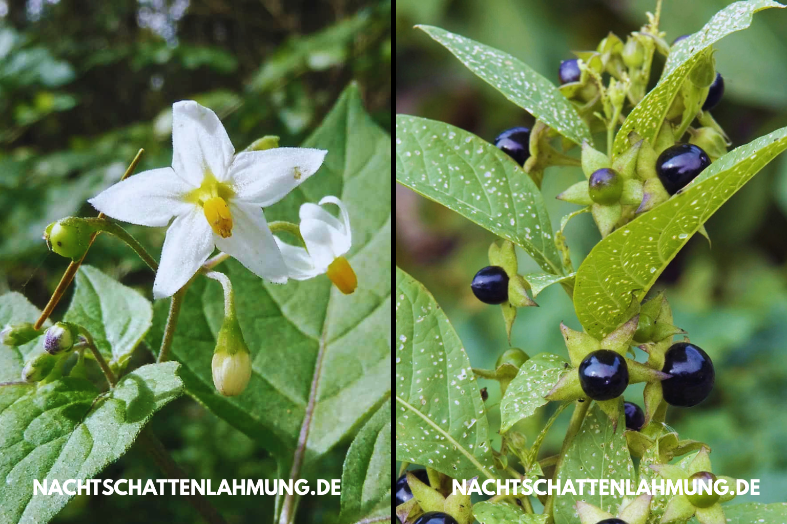 Nachtschattenlähmung