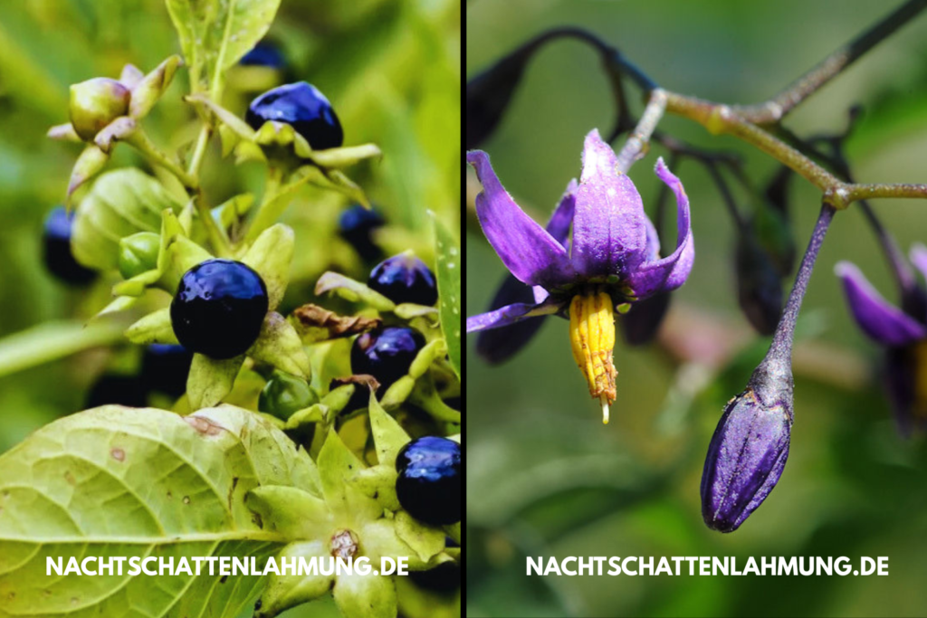 nachtschattenlähmung