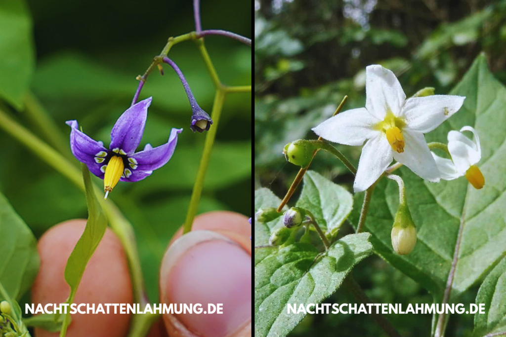 nachtschattenlähmung