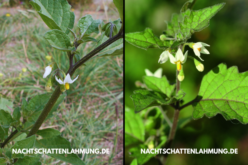 nachtschattenlähmung