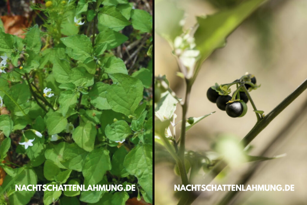 nachtschattenlähmung